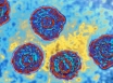 A researcher reflects on progress fighting hepatit